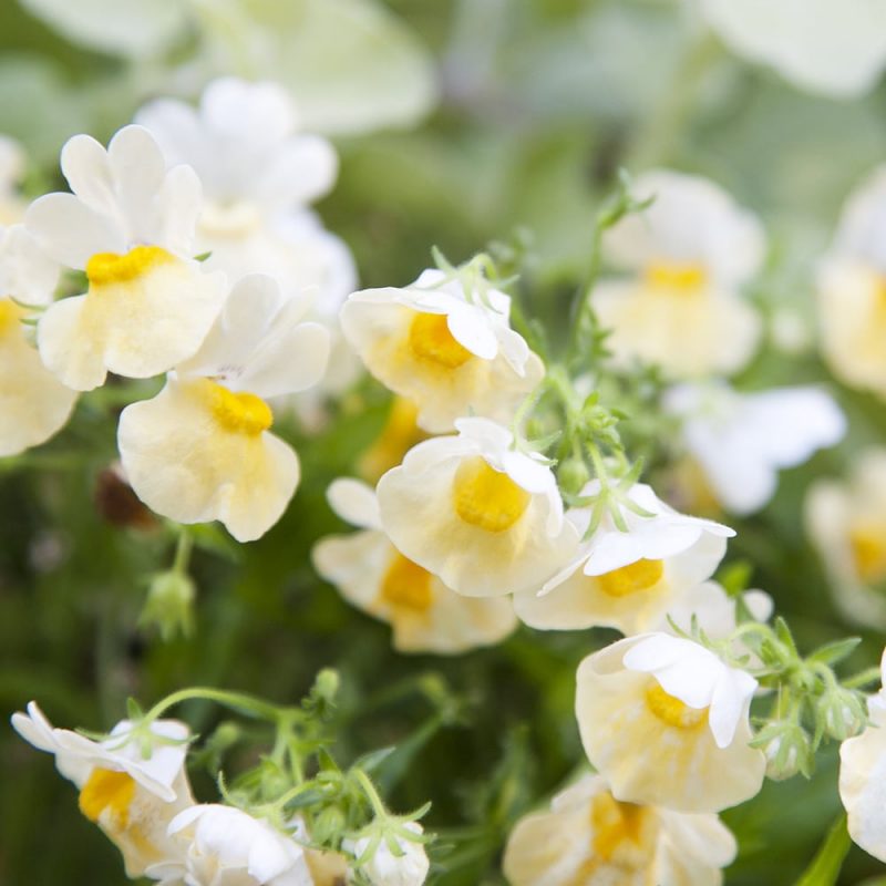 Kohtalonkukka Nemesia strumosa, valkoinen