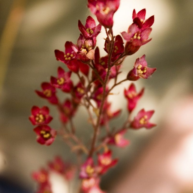 Korallikeijunkukan Heuchera sanguinea kukinto