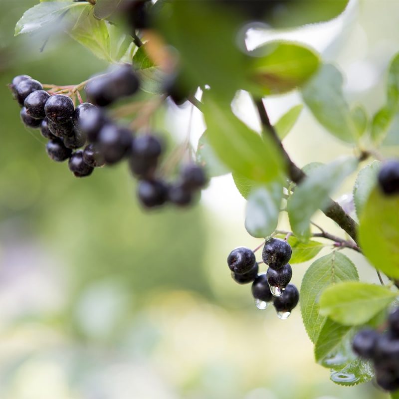 Koristearonia Aronia × prunifolia, lähikuva