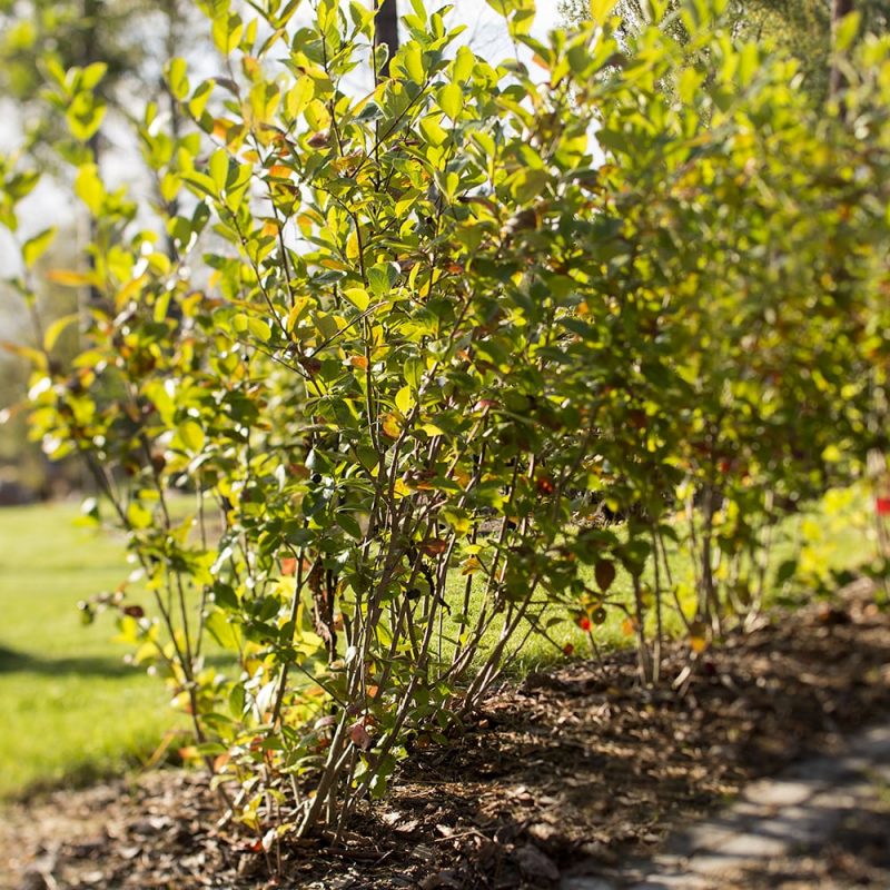 Koristearonia Aronia × prunifolia