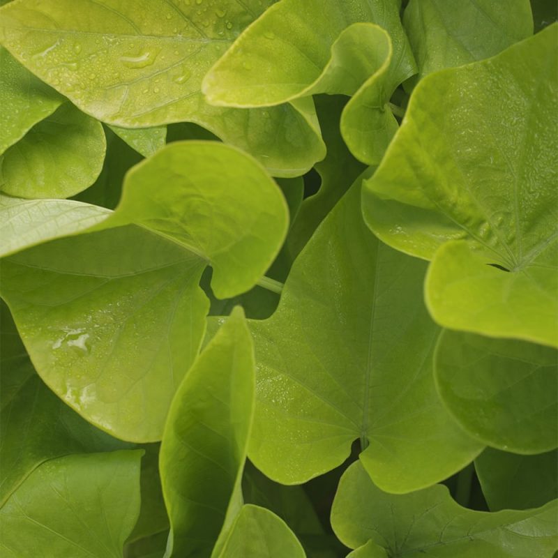 Koristebataatin Ipomoea batata limenvihreät lehdet