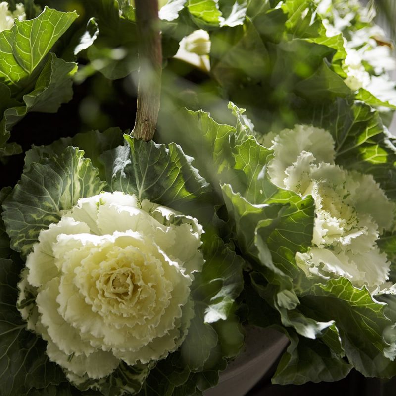 Koristekaali Brassica oleracea var. sabellica