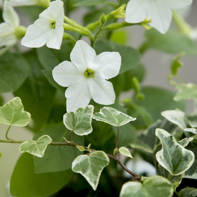 Koristetupakat Nicotiana sp.