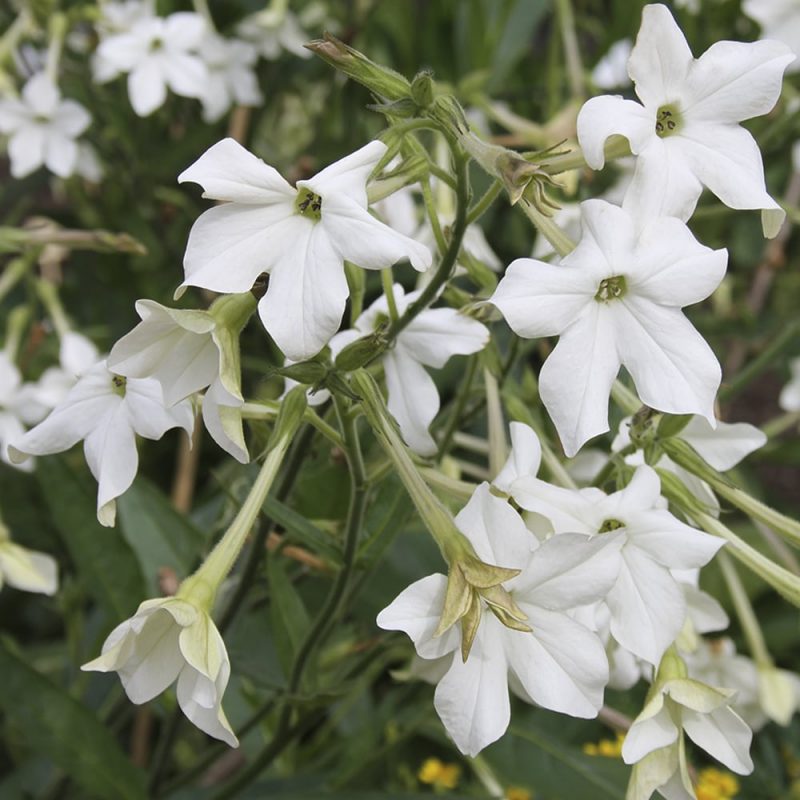 Koristetupakat Nicotiana sp., läheltä