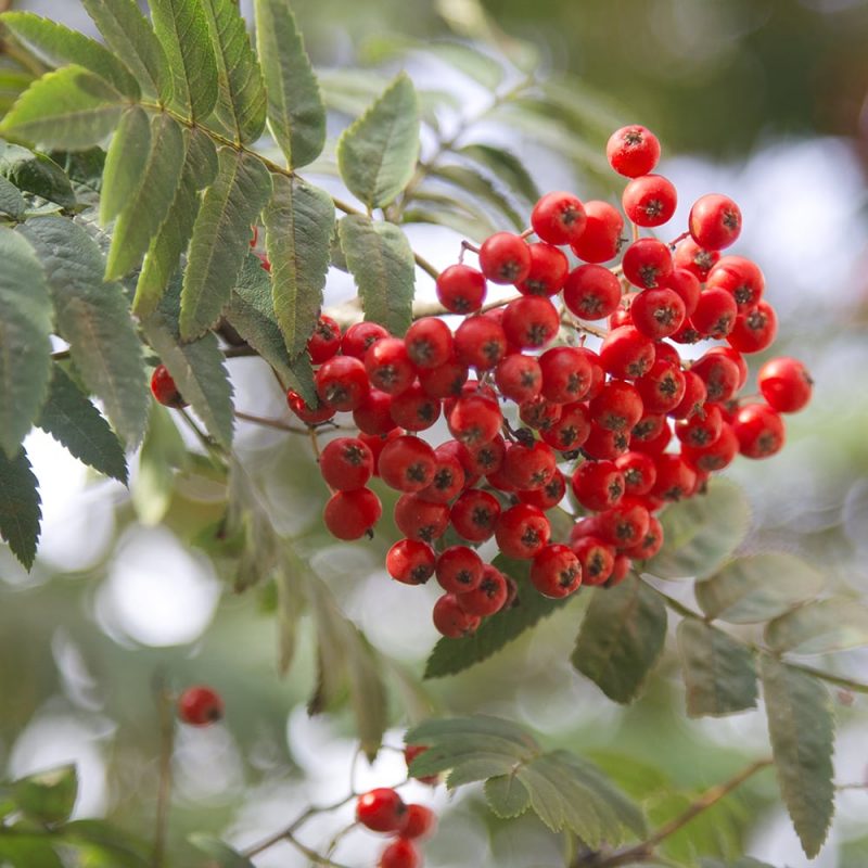 Kotipihlaja Sorbus aucuparia marjat