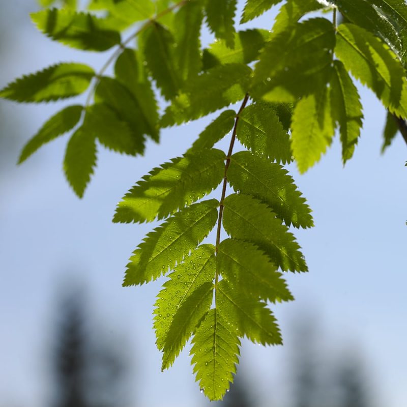 Kotipihlaja Sorbus aucuparia lehti