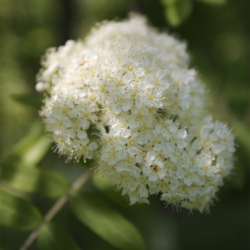 Kotipihlaja Sorbus aucuparia kukka