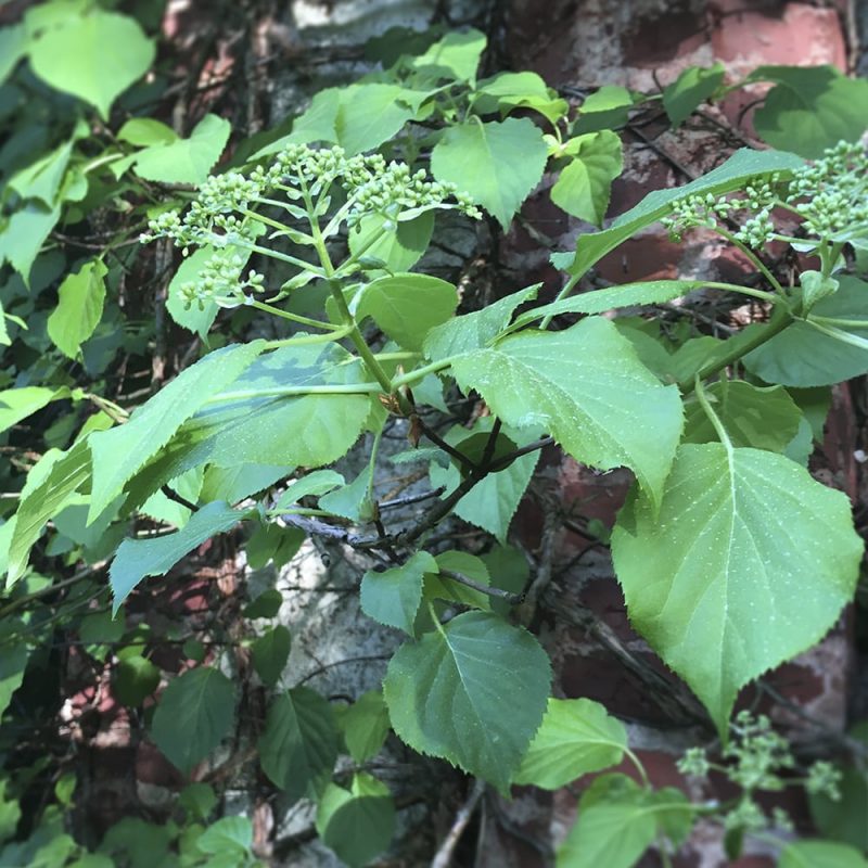 Köynnöshortensian Hydrangea anomala subsp. petiolaris lehdet