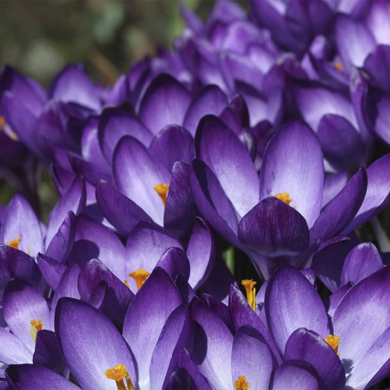 Krookuksen Crocus sp. sini-lilat kukat