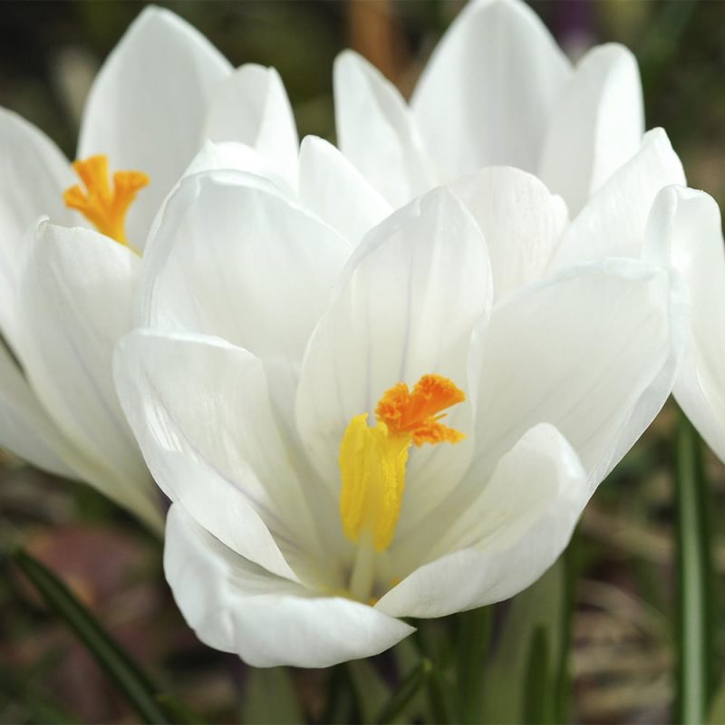 Krookus Crocus sp. valkoinen kukka