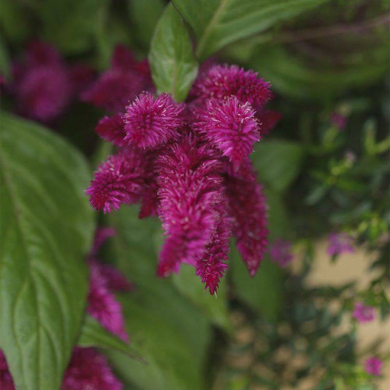 Kukontöyhtön Celosia argentea kukka