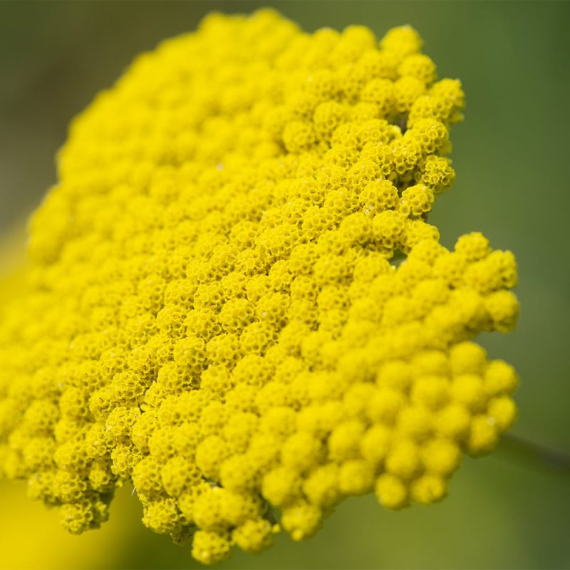 Kultakärsämön Achillea filipendulina kukka