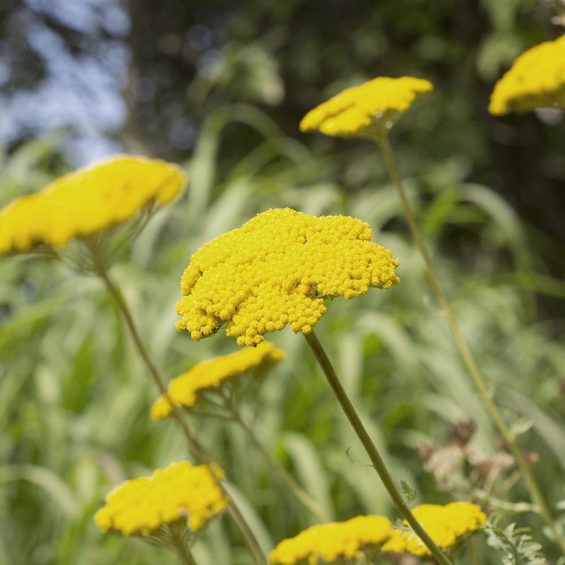 Kultakärsämö Achillea filipendulina