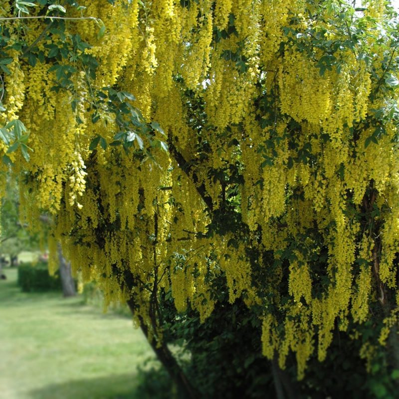 Kultasade Laburnum alpinum