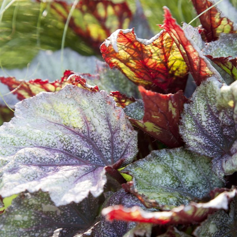 Kuningasbegonia Begonia Rex lehti