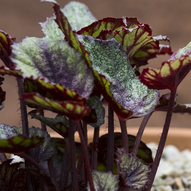 Kuningasbegonia Begonia Rex