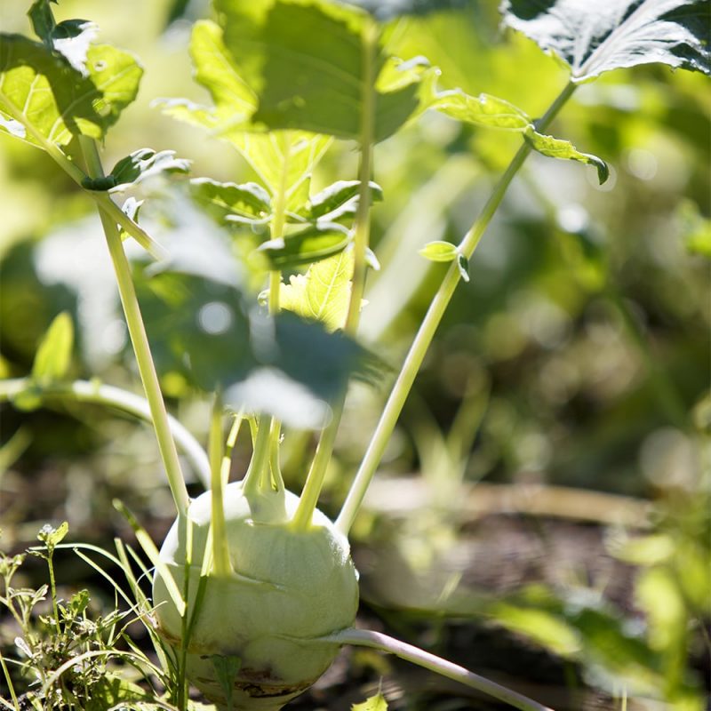 Kyssäkaali Brassica oleracea var. gongylodes