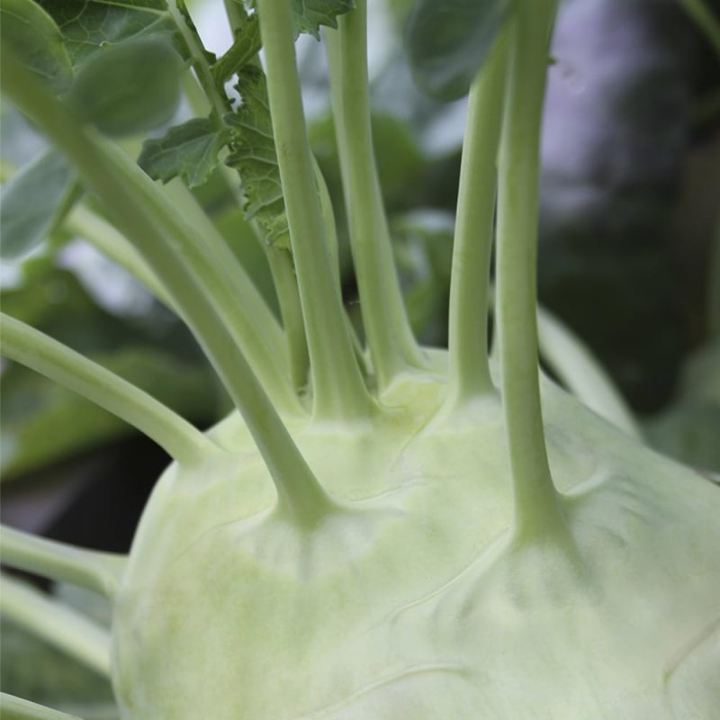 Kyssäkaali Brassica oleracea var. gongylodes, läheltä