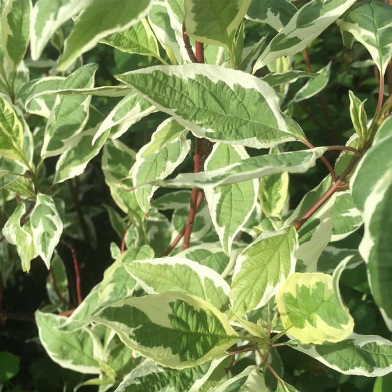 Laikkukirjokanukka Cornus alba ’Elegantissima’