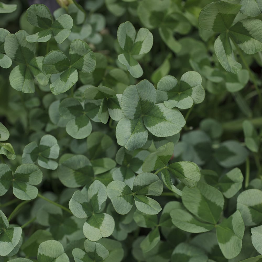 Lamoapila Trifolium repens