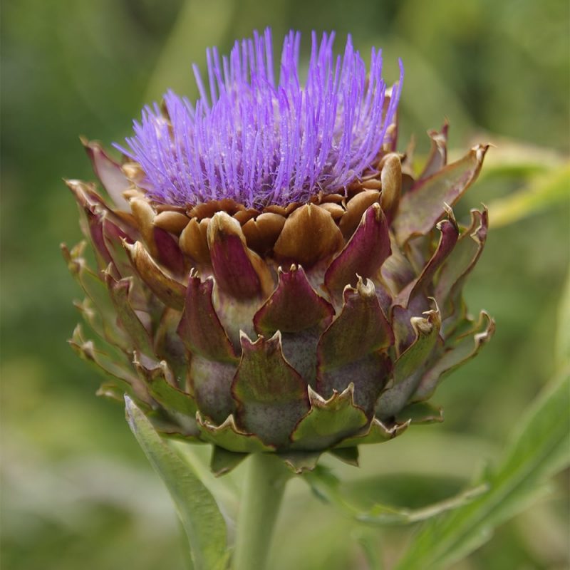 Latva-artisokan Cynara scolymus kukkamykerö