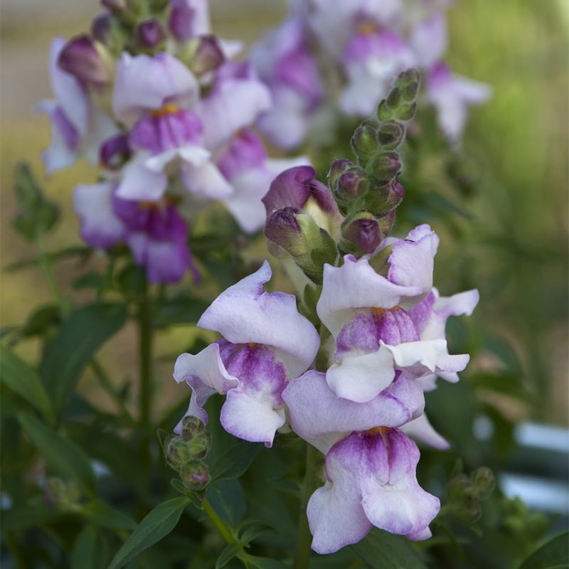 Leijonankita antirrhinum majus, läheltä