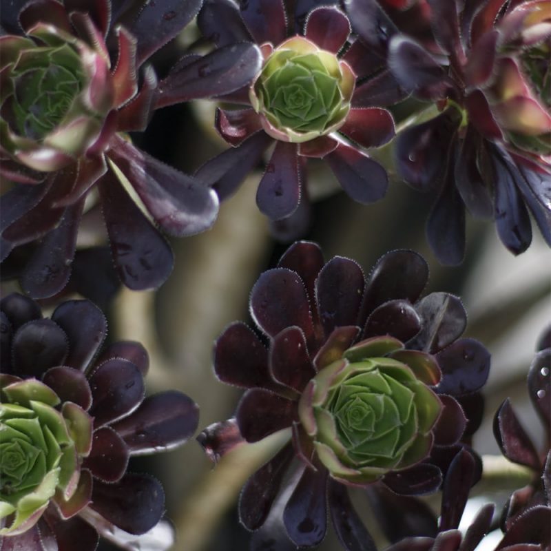 Loistomehipuu Aeonium arboreum 'Schwartzkopf'