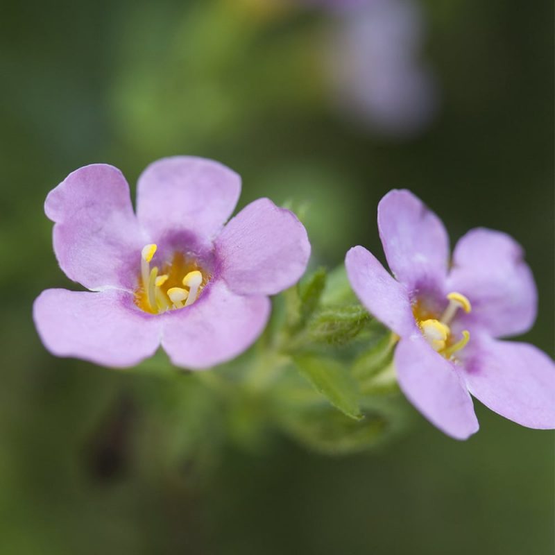 Lumihiutale Sutera cordata vaaleanpunainen kukka