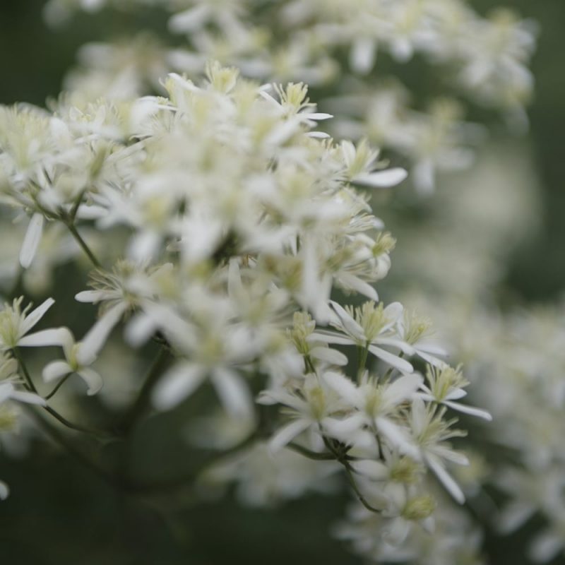 Lumikärhö Clematis ’Paul Farges’