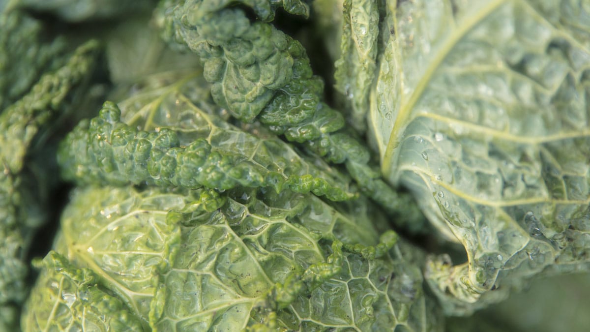 5 vinkkiä vihannesten viljelyyn