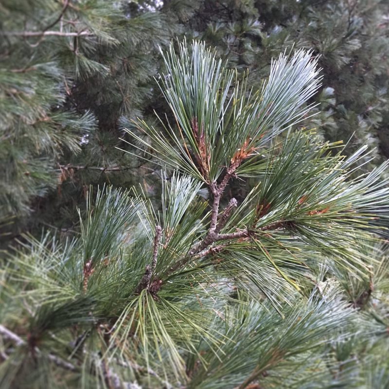 Makedonianmänty Pinus peuce