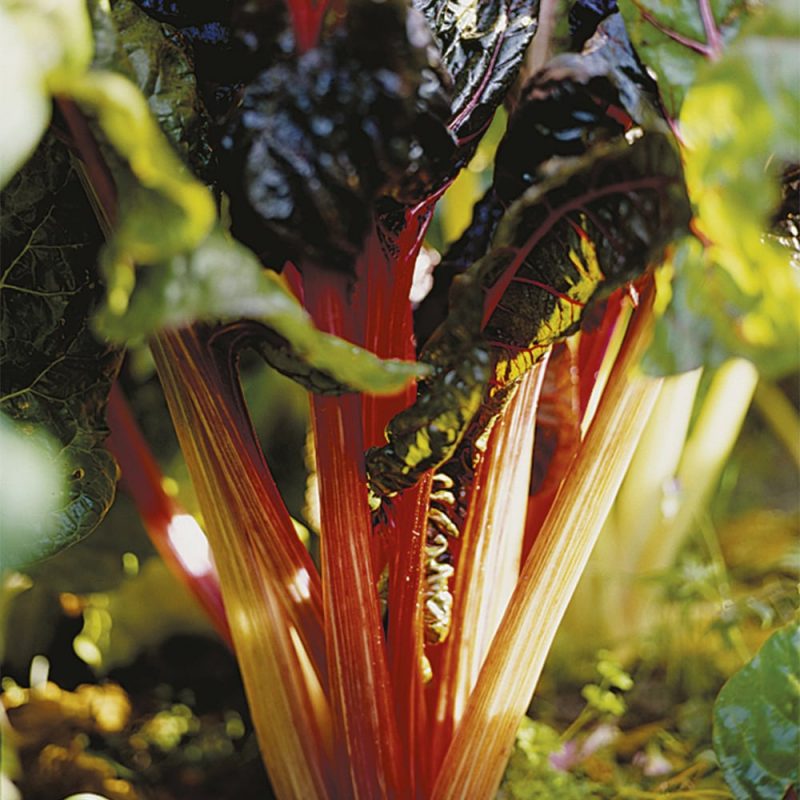 Mangoldi Beta vulgaris var. cicla, Beta vulgaris var. flavescens