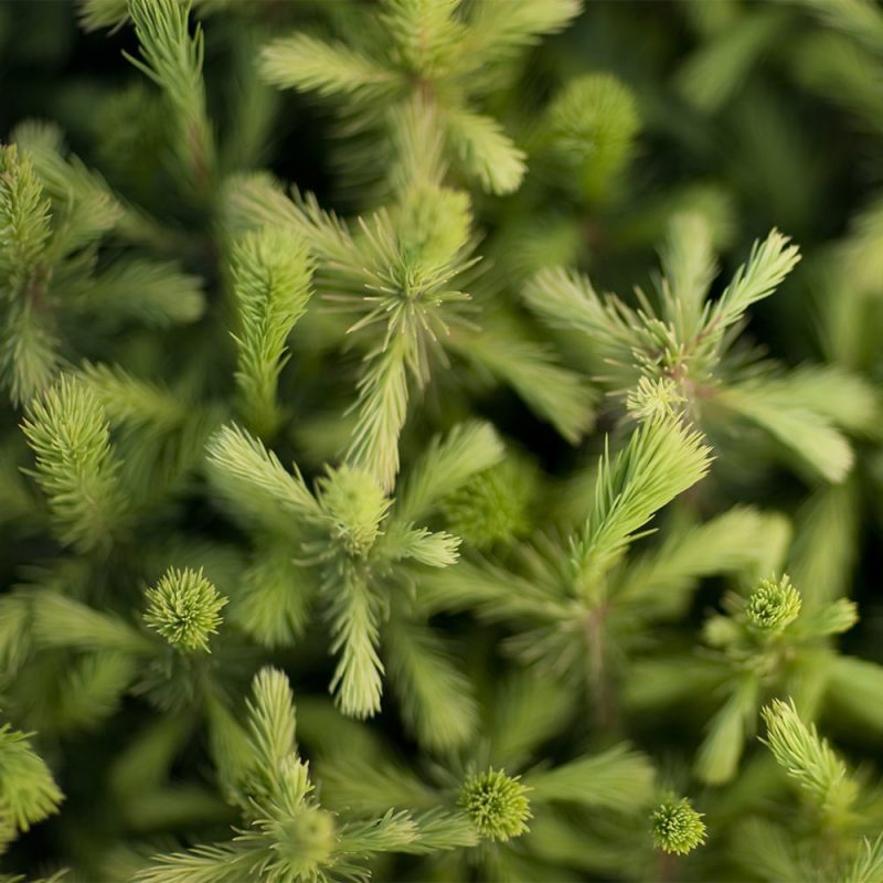 Metsäkuusi Picea abies, lähikuva