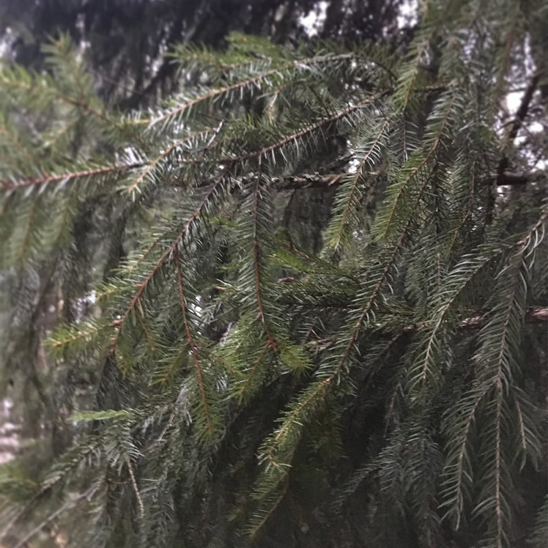 Metsäkuusi Picea abies