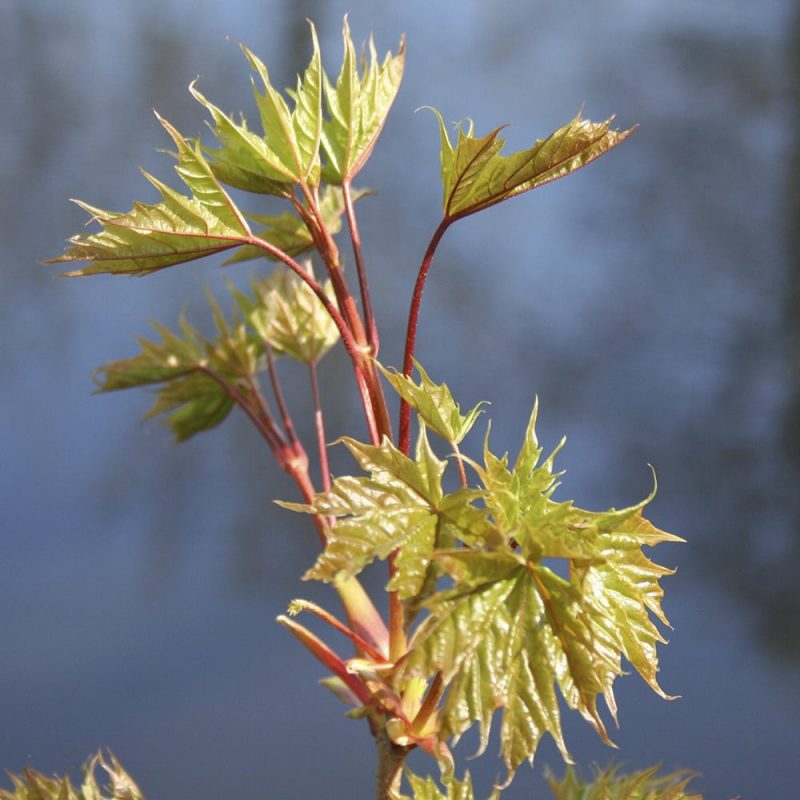 Metsävaahtera Acer platanoides, lähikuva