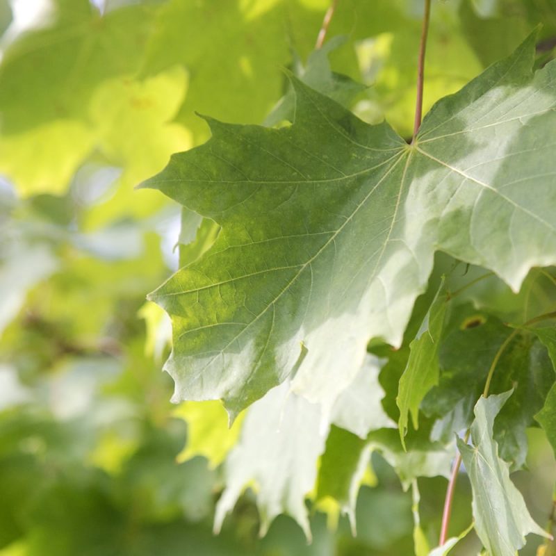 Metsävaahtera Acer platanoides, läheltä