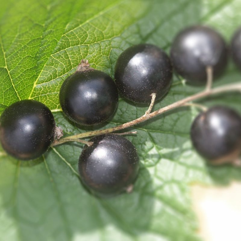 Mustaherukka Ribes nigrum marjat