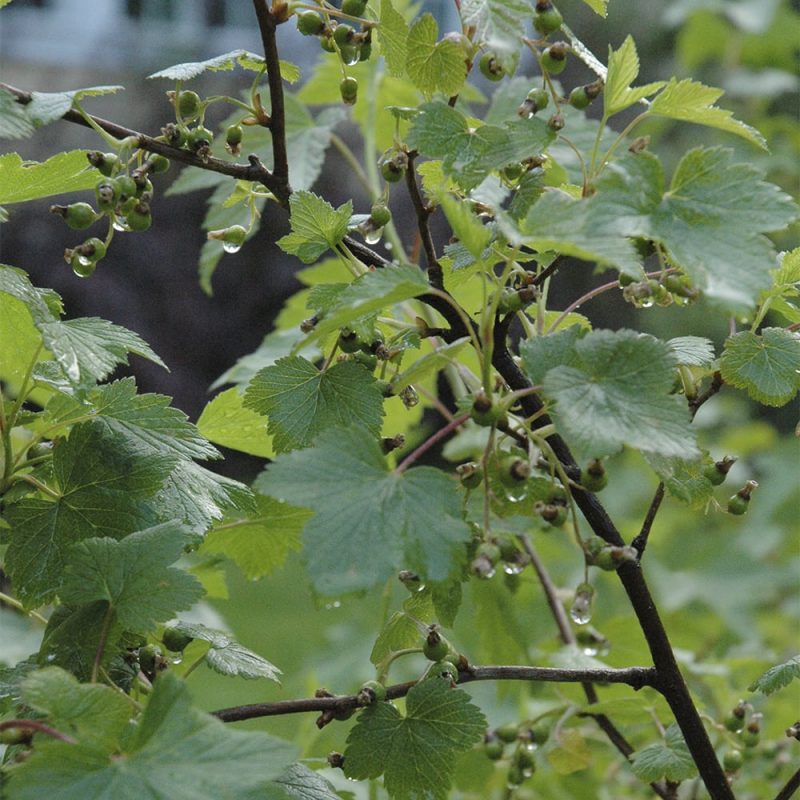 Mustaherukka Ribes nigrum pensas