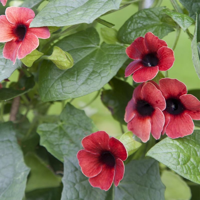 Mustasilmäsusanna Thunbergia alata, punainen