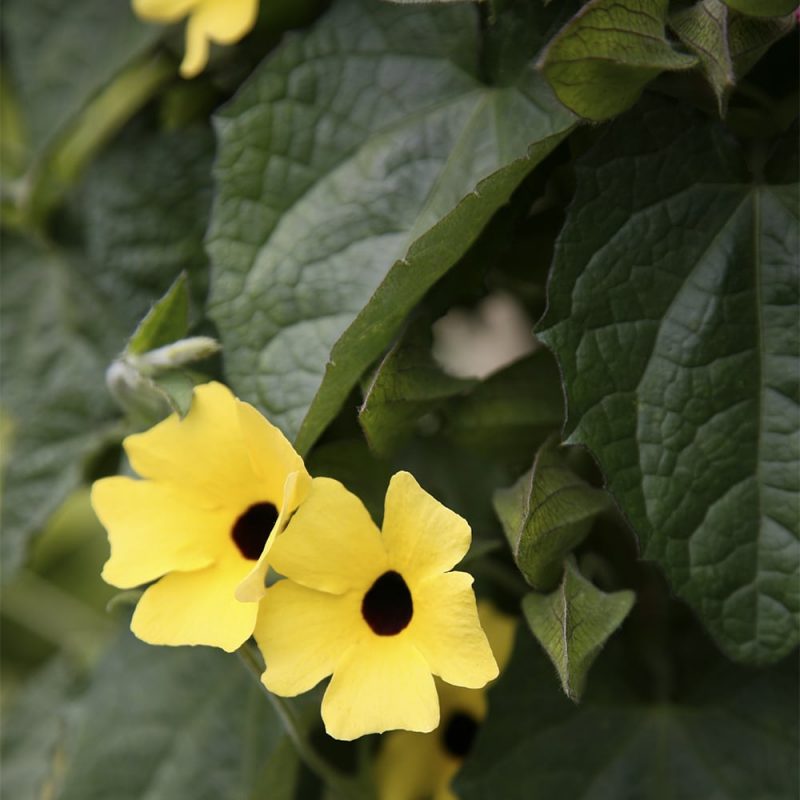 Mustasilmäsusanna Thunbergia alata, keltainen