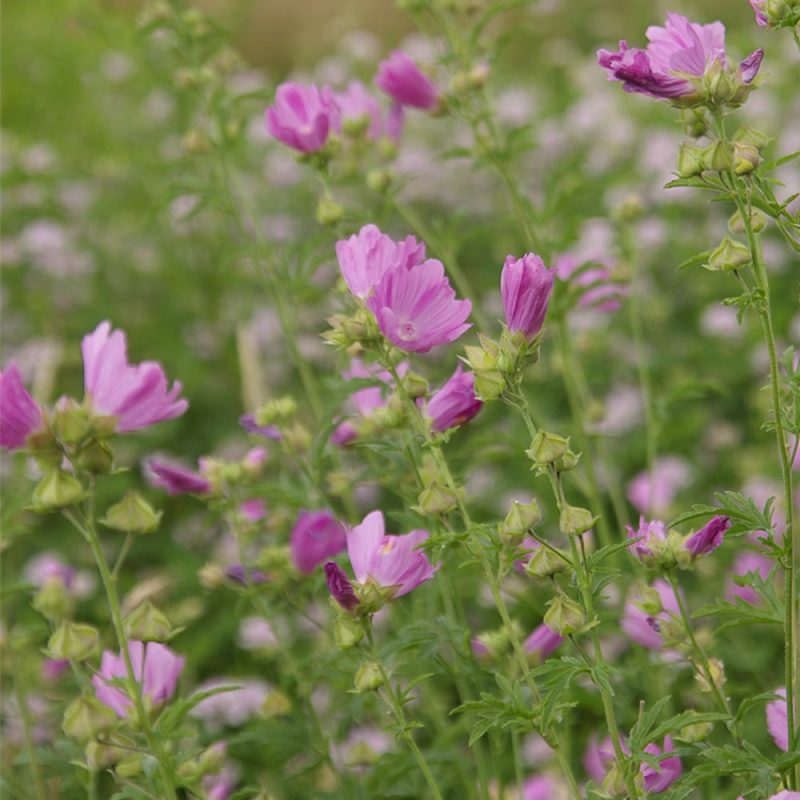 Myskimalva Malva moschata perenna