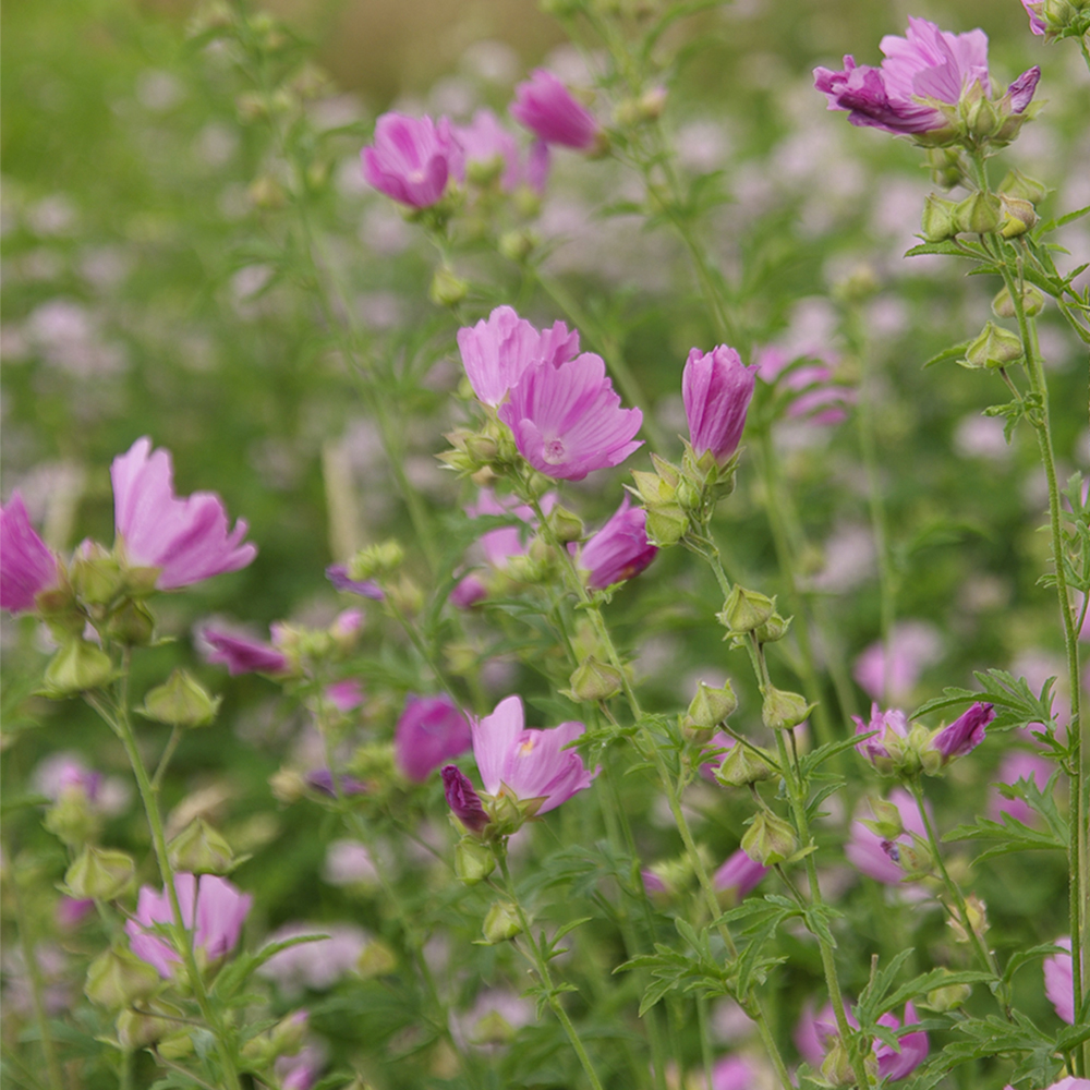 Myskimalva Malva moschata perenna