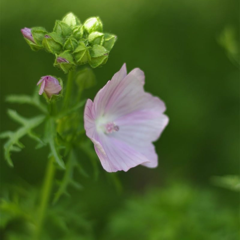 Myskimalva Malva moschata kukka