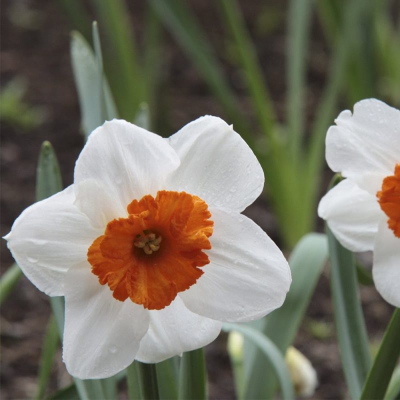 Narsissi Narcissus sp., valkoinen