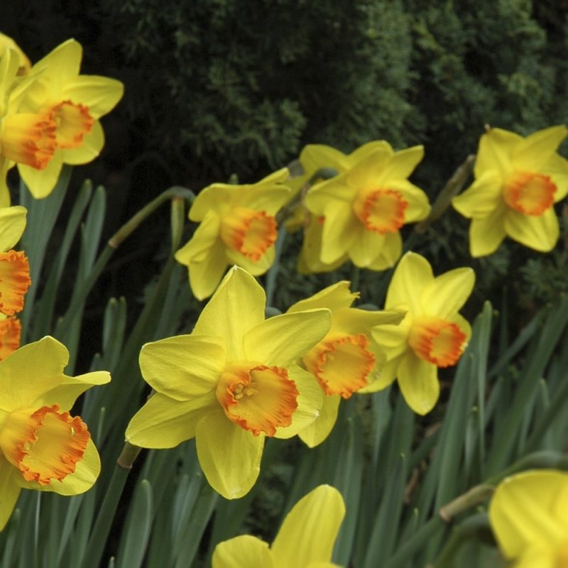 Narsissi Narcissus sp., keltainen