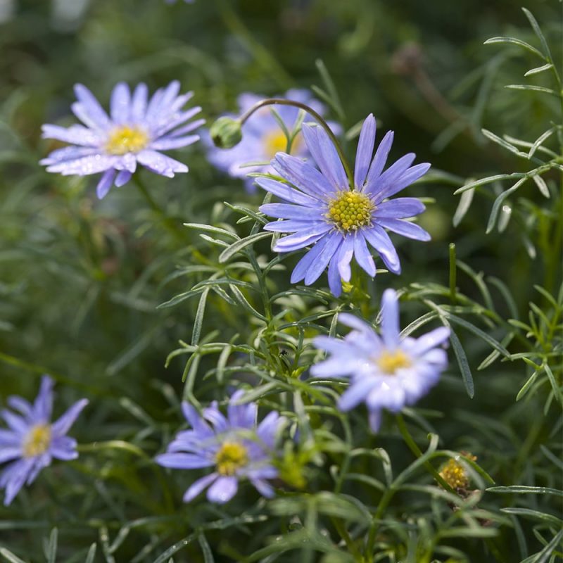 Nukenkaulus Brachysome iberifolia