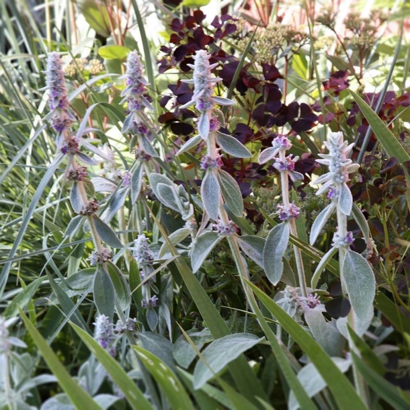 Nukkapähkämö Stachys byzantina