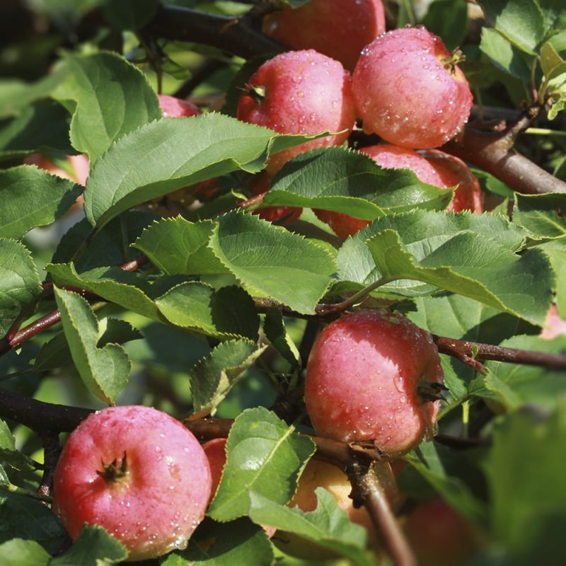 Omenapuu Malus domestica omenoita