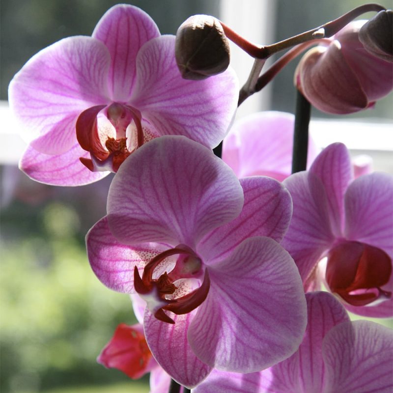 Orkidea Orchidaceae
