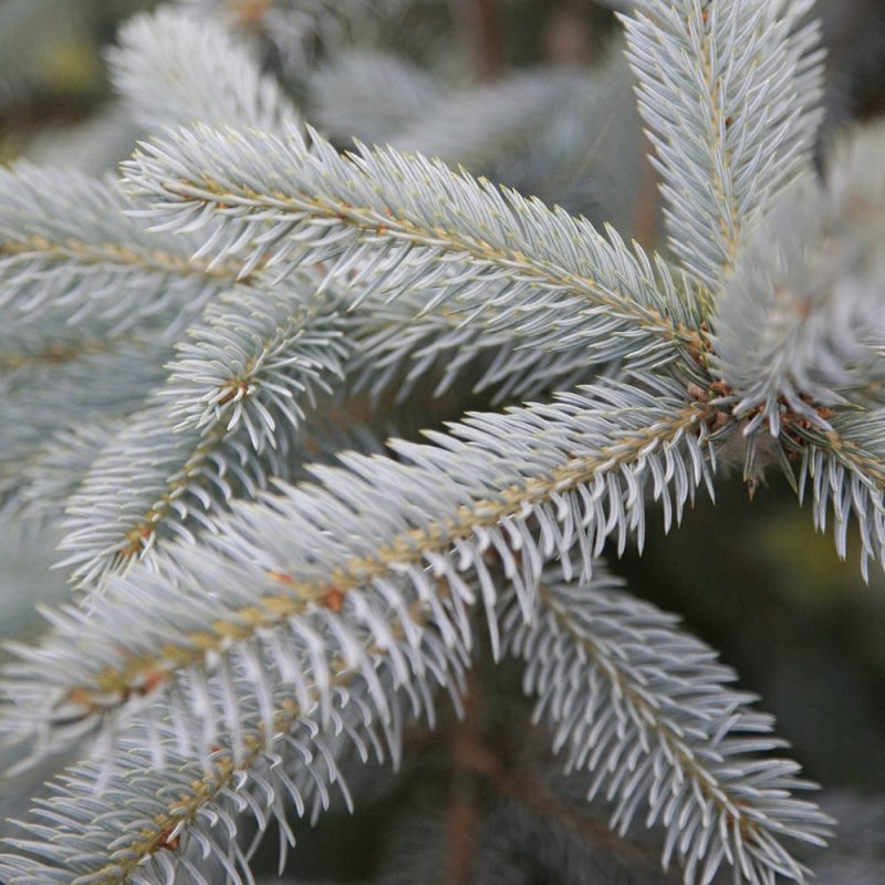 Pallohopeakuusi Picea pungens ’Glauca Globosa’